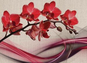 Malvis ® Tapeta Orchidej červená Vel. (šířka x výška): 144 x 105 cm