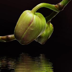 Malvis ® Tapeta Orchidej bílá Vel. (šířka x výška): 144 x 105 cm