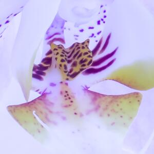 Malvis ® Tapeta Orchidej fialková Vel. (šířka x výška): 288 x 200 cm
