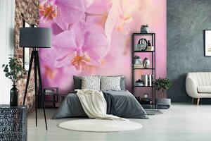 Malvis ® Tapeta Orchidej něžná Vel. (šířka x výška): 288 x 200 cm