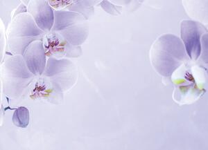 Malvis ® Tapeta Orchidej fialková Vel. (šířka x výška): 288 x 200 cm