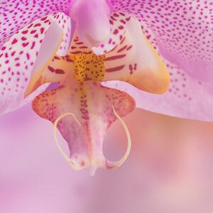 Malvis ® Tapeta Orchidej něžná Vel. (šířka x výška): 144 x 105 cm