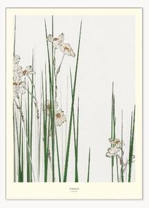 Plakát Jonquil