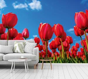 Malvis ® Tapeta Červené tulipány Vel. (šířka x výška): 144 x 105 cm