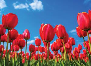 Malvis ® Tapeta Červené tulipány Vel. (šířka x výška): 144 x 105 cm