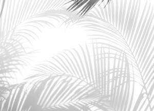 Malvis ® Tapeta Černobílý stín palmy Vel. (šířka x výška): 288 x 200 cm