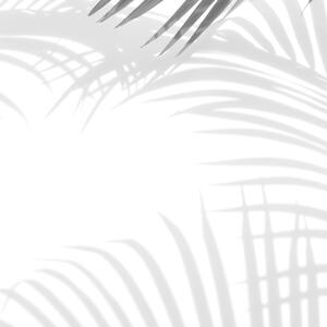 Malvis ® Tapeta Černobílý stín palmy Vel. (šířka x výška): 144 x 105 cm