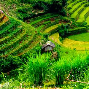 Malvis ® Tapeta Rýžová pole Vietnam Vel. (šířka x výška): 144 x 105 cm