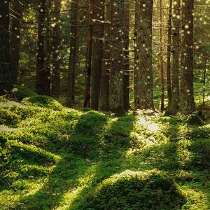 Malvis ® Tapeta Kouzelný les Vel. (šířka x výška): 144 x 105 cm