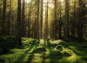 Malvis ® Tapeta Kouzelný les Vel. (šířka x výška): 144 x 105 cm