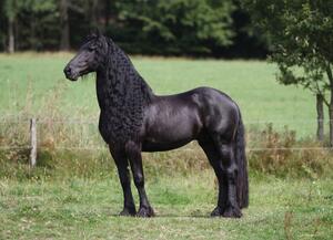 Malvis ® Tapeta Fríský kůň Vel. (šířka x výška): 144 x 105 cm