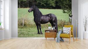 Malvis ® Tapeta Fríský kůň Vel. (šířka x výška): 144 x 105 cm