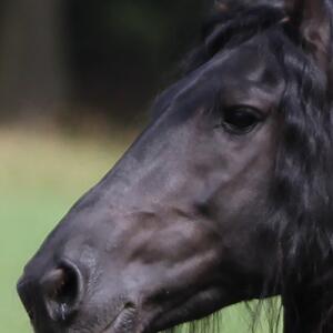 Malvis ® Tapeta Fríský kůň Vel. (šířka x výška): 288 x 200 cm