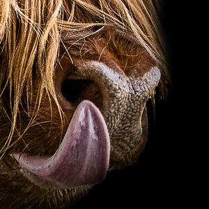 Malvis ® Tapeta Highland Cattle Vel. (šířka x výška): 144 x 105 cm