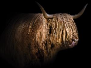 Malvis ® Tapeta Highland Cattle Vel. (šířka x výška): 288 x 200 cm
