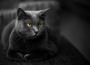 Malvis ® Tapeta Kočka černá Vel. (šířka x výška): 288 x 200 cm