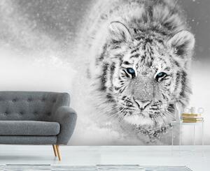Malvis ® Tapeta Sibiřský tygr Vel. (šířka x výška): 144 x 105 cm