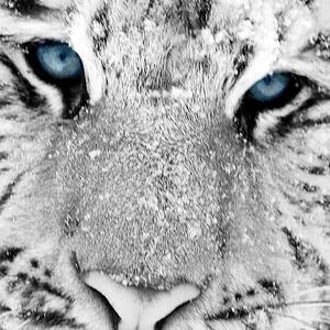 Malvis ® Tapeta Sibiřský tygr Vel. (šířka x výška): 144 x 105 cm
