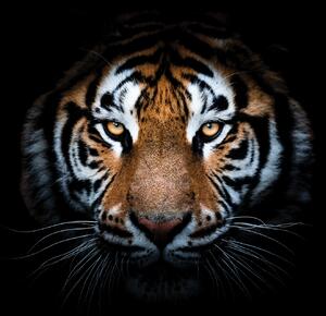 Malvis ® Tapeta Tygr hlava Vel. (šířka x výška): 144 x 105 cm