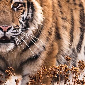 Malvis ® Tapeta Bengalský tygr Vel. (šířka x výška): 144 x 105 cm