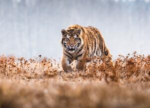 Malvis ® Tapeta Bengalský tygr Vel. (šířka x výška): 288 x 200 cm