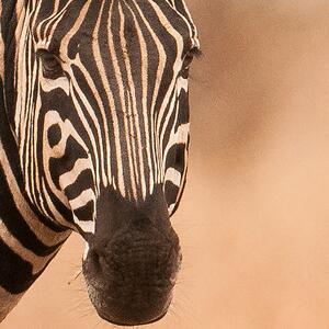 Malvis ® Tapeta Zebra v savaně Vel. (šířka x výška): 144 x 105 cm