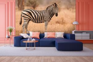 Malvis ® Tapeta Zebra v savaně Vel. (šířka x výška): 144 x 105 cm