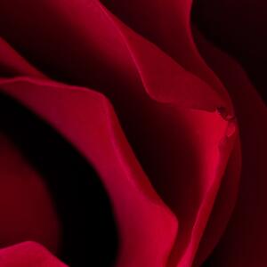 Malvis ® Tapeta Růže detail Vel. (šířka x výška): 144 x 105 cm