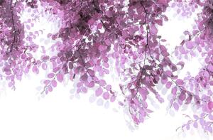 Malvis ® Tapeta Jemné fialové lístky Vel. (šířka x výška): 144 x 105 cm