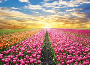 Malvis ® Tapeta Pole tulipánů Vel. (šířka x výška): 144 x 105 cm