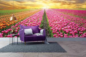 Malvis ® Tapeta Pole tulipánů Vel. (šířka x výška): 288 x 200 cm