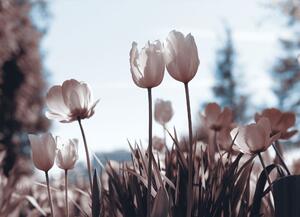 Malvis ® Tapeta Tulipány na poli Vel. (šířka x výška): 144 x 105 cm