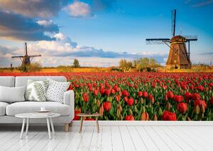 Malvis ® Tapeta Větrné mlýny s tulipány Vel. (šířka x výška): 144 x 105 cm