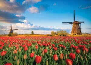 Malvis ® Tapeta Větrné mlýny s tulipány Vel. (šířka x výška): 144 x 105 cm