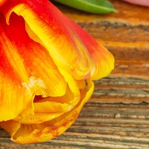Malvis ® Tapeta Tulipány v teplých barvách Vel. (šířka x výška): 288 x 200 cm