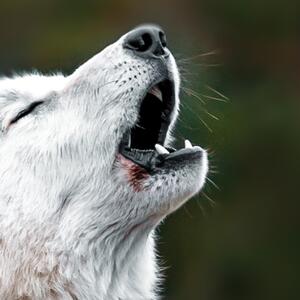 Malvis ® Tapeta Bílý vlk Vel. (šířka x výška): 144 x 105 cm
