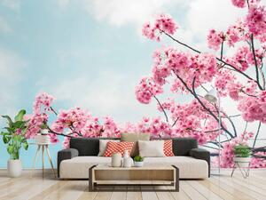 Malvis ® Tapeta Květ třešně Vel. (šířka x výška): 288 x 200 cm