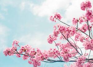 Malvis ® Tapeta Květ třešně Vel. (šířka x výška): 144 x 105 cm