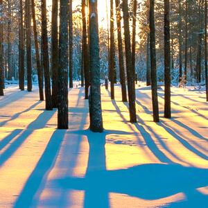 Malvis ® Tapeta Slunce svítící přes zimní lesík Vel. (šířka x výška): 144 x 105 cm
