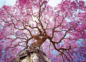 Malvis ® Tapeta Rozkvetlý strom s růžovými květy Vel. (šířka x výška): 144 x 105 cm