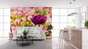 Malvis ® Tapeta Pestrý tulipán Vel. (šířka x výška): 288 x 200 cm