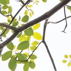 Malvis ® Tapeta větev stromu Vel. (šířka x výška): 144 x 105 cm