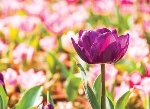 Malvis ® Tapeta Pestrý tulipán Vel. (šířka x výška): 144 x 105 cm