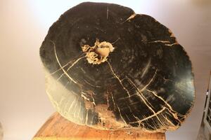 Deska - zkamenělé dřevo 60 cm