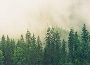 Malvis ® Tapeta Brzká lesní mlha Vel. (šířka x výška): 144 x 105 cm