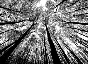 Malvis ® Tapeta černobílé koruny stromů Vel. (šířka x výška): 144 x 105 cm
