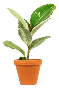 Ficus elastica Tineke, průměr 12 cm Fíkovník pryžodárný, Fíkovník, Gumovník
