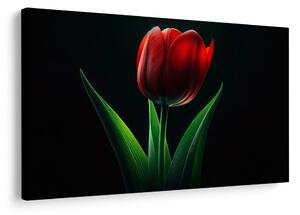 Obraz červená tulipánová elegance