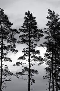 Ilustrace Swedish Trees, Mareike Böhmer, (26.7 x 40 cm)