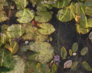 Ilustrace Pond plants, Nel Talen, (40 x 30 cm)